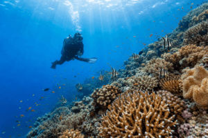 Banggai Diving Guide: Best Dive Sites, Marine Life, and Travel Tips